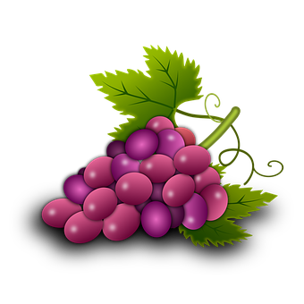 Purple Grapes Cluster Illustration PNG image