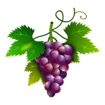 Purple Grapes Cluster Illustration PNG image