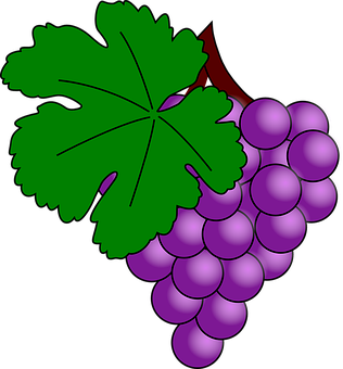 Purple Grapes Vector Illustration PNG image