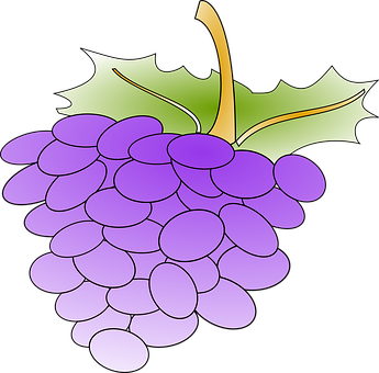 Purple Grapes Vector Illustration PNG image