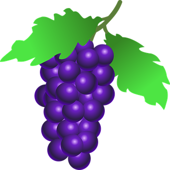 Purple Grapes Vector Illustration PNG image