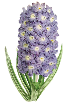 Purple Hyacinth Illustration PNG image