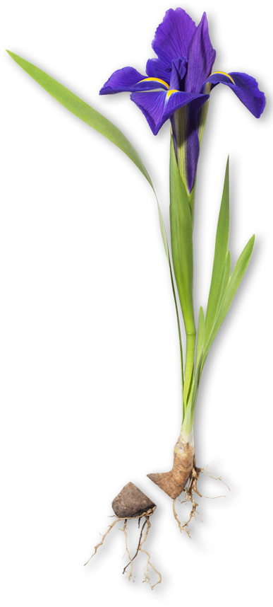 Purple Iris Flowerand Bulb PNG image