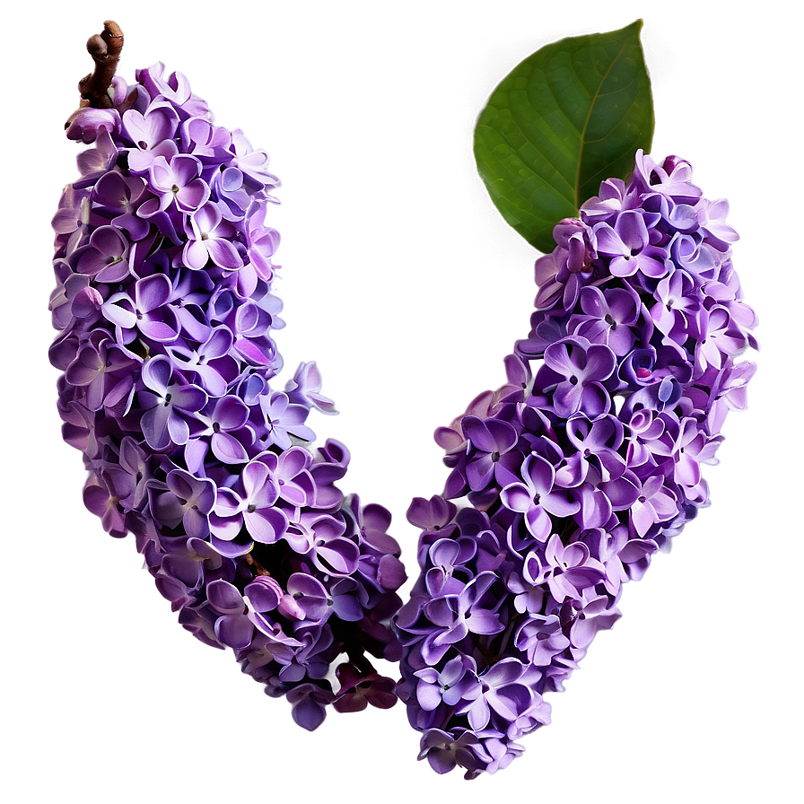 Purple Lilac Png 06122024 PNG image