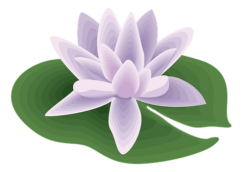 Purple Lotus Vector Illustration PNG image