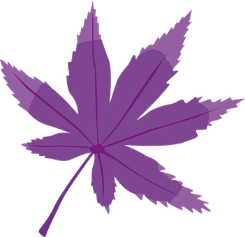 Purple Maple Leaf Graphic PNG image