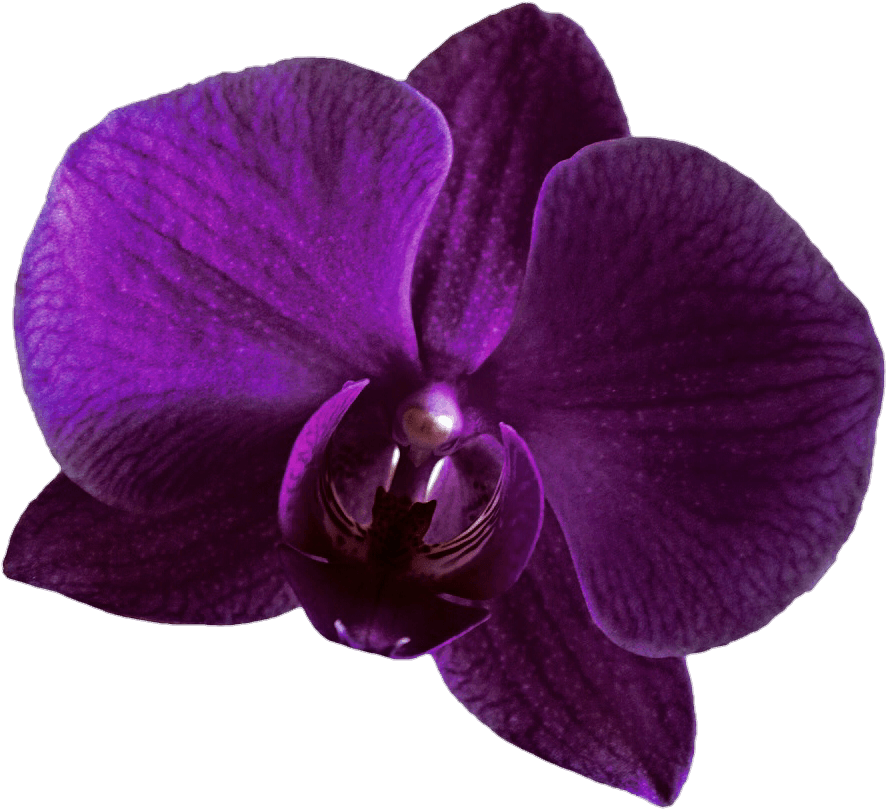 Purple Orchid Bloom PNG image