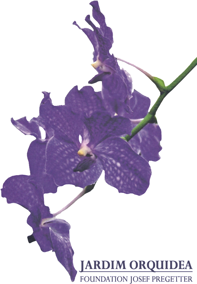 Purple Orchid Flower Branch PNG image