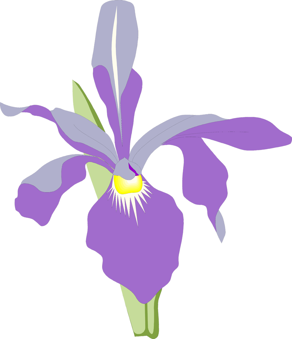 Purple Orchid Illustration PNG image