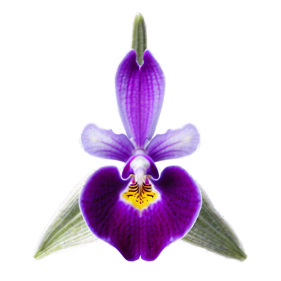 Orchid Png Images (200++)