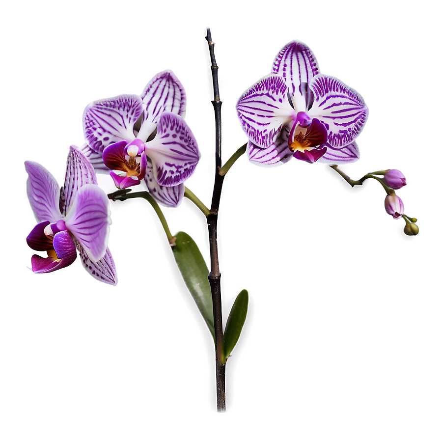 Purple Orchid Png Ysg86 PNG image