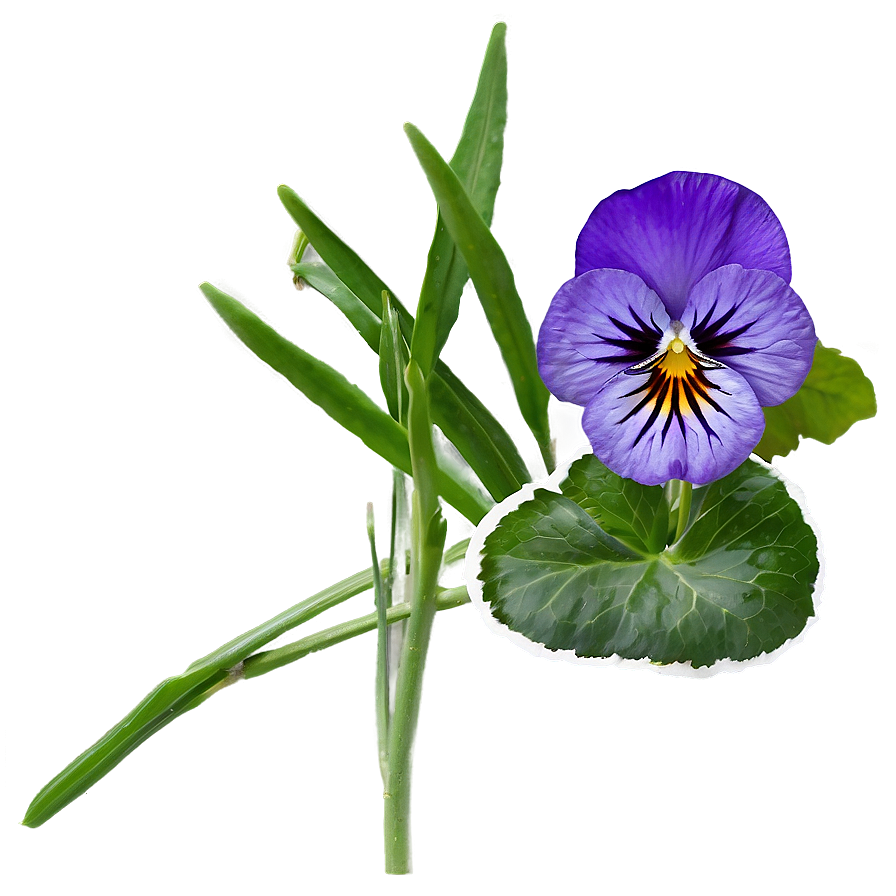 Purple Pansy Png 05242024 PNG image