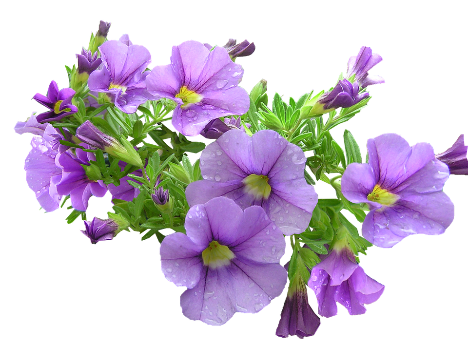 Purple Petunia Bouquet Transparent Background PNG image
