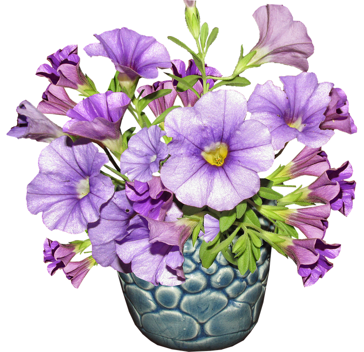 Purple Petuniasin Blue Vase PNG image