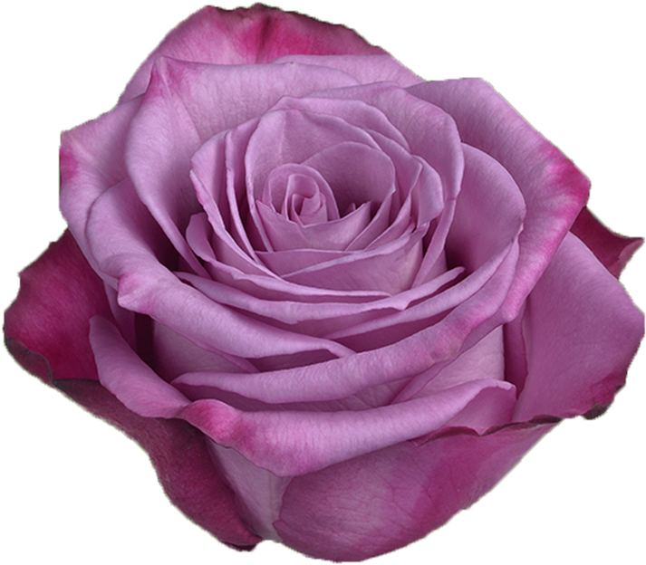 Purple Rose Close Up.png PNG image