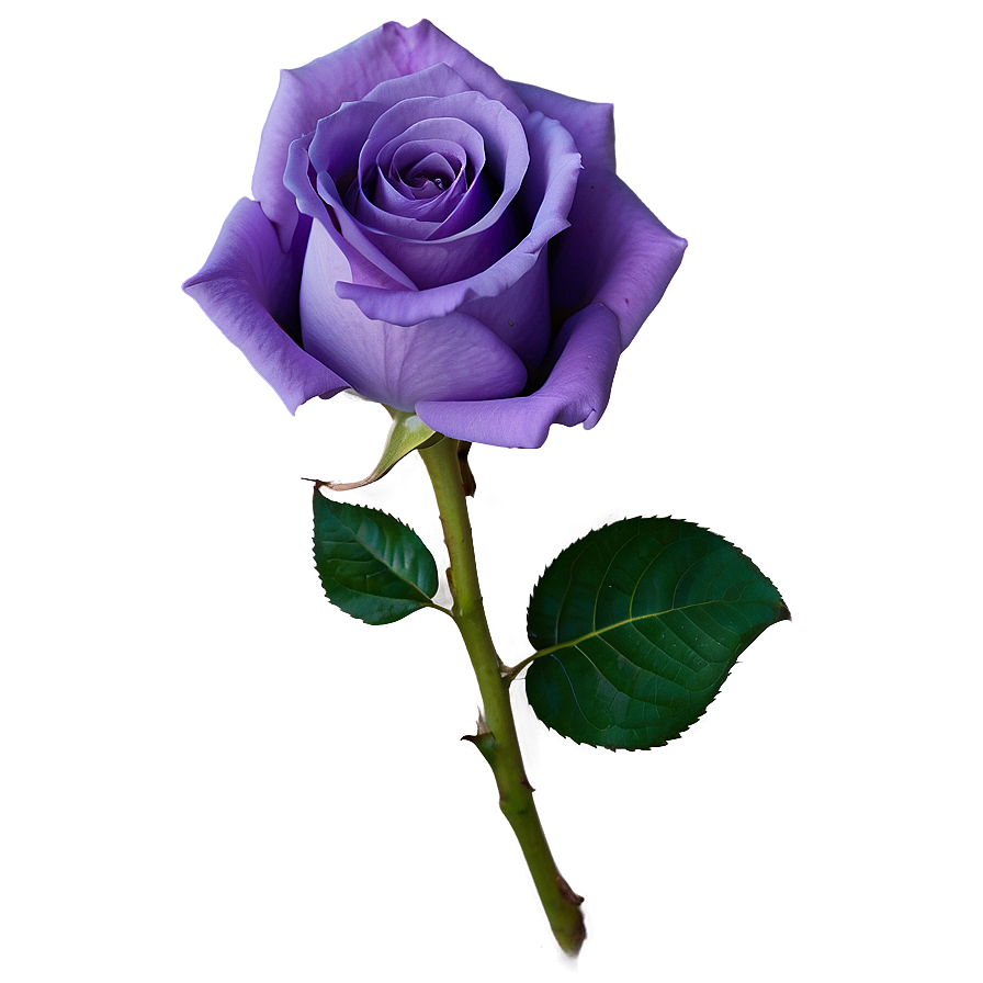 Purple Rose Png 40 PNG image