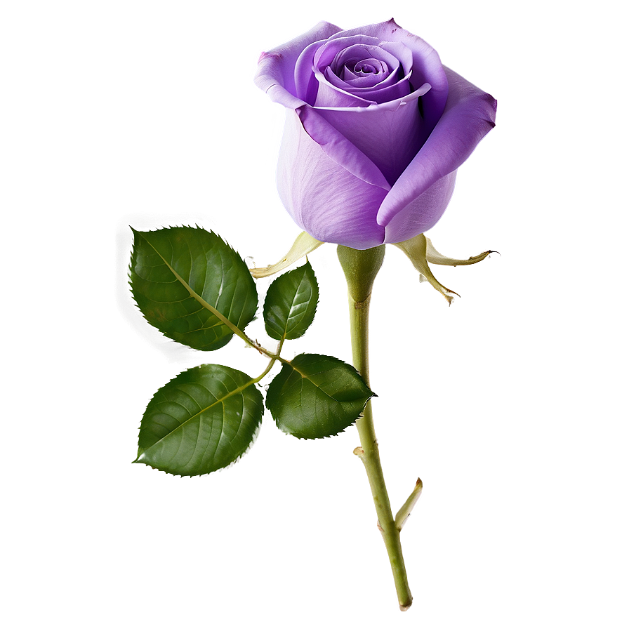 Purple Rose Png Mkd PNG image