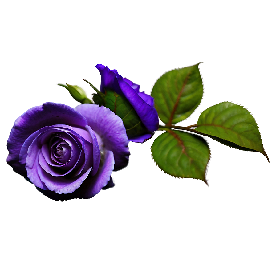 Purple Rose Png Wqw89 PNG image