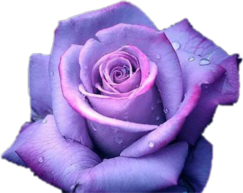 Purple Rosewith Dew Drops.png PNG image