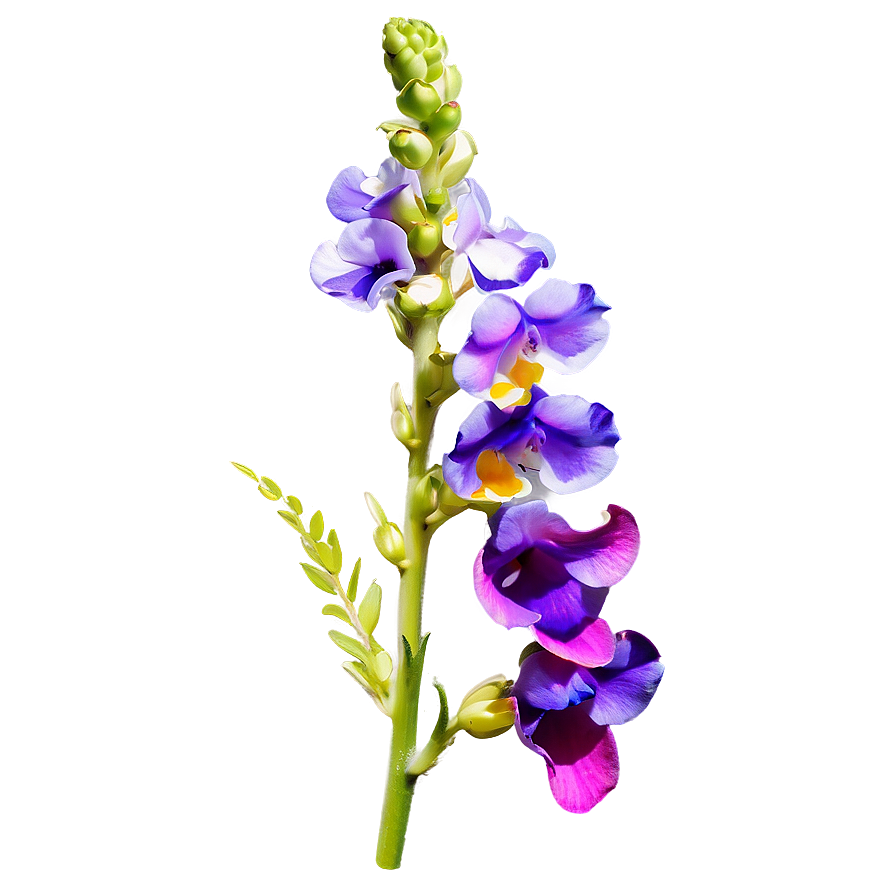 Purple Snapdragon Png Vqm PNG image