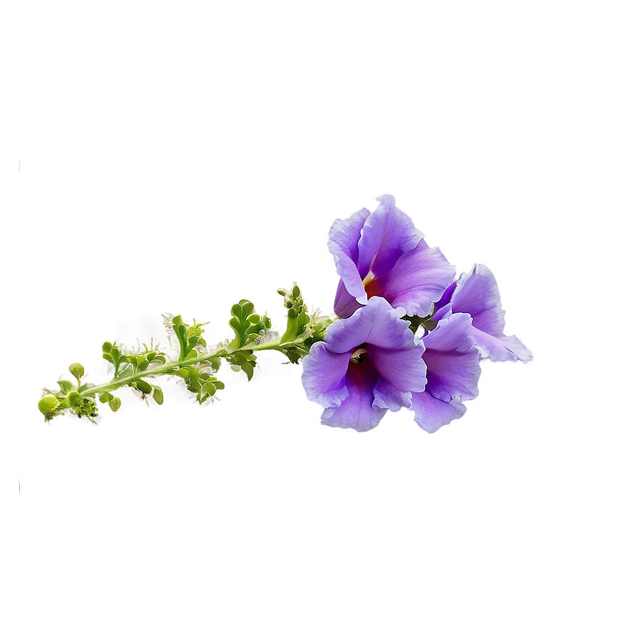Purple Snapdragon Png Xnr93 PNG image