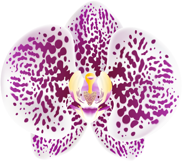 Purple Spotted Orchid Bloom PNG image