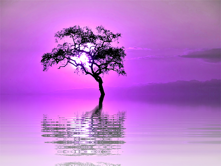 Purple Sunset Silhouette Tree Reflection PNG image