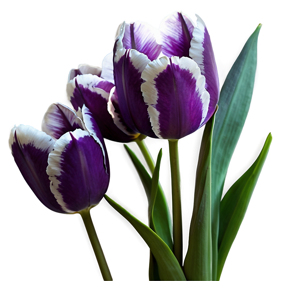 Purple Tulip Png 05212024 PNG image