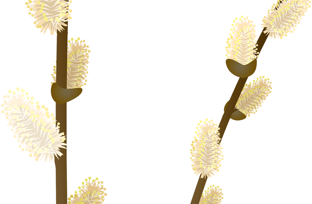 Pussy Willow Branches Illustration PNG image