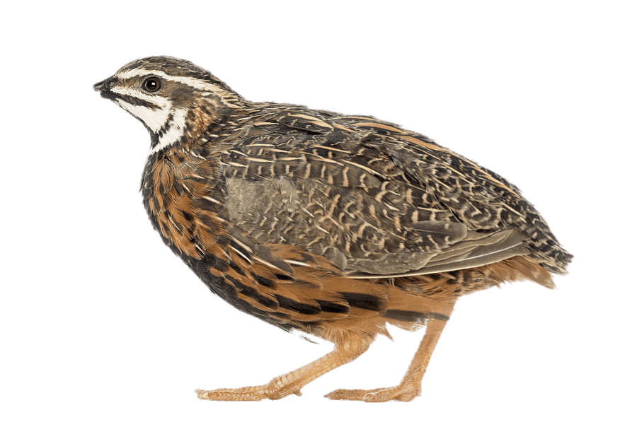 Quail Side View Isolated PNG image