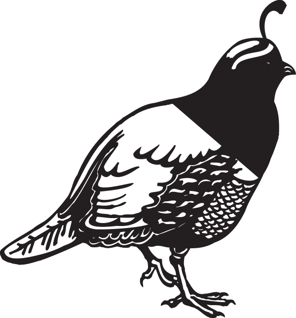 Quail Silhouette Graphic PNG image