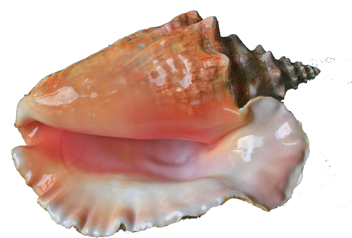 Queen Conch Shell Isolated PNG image