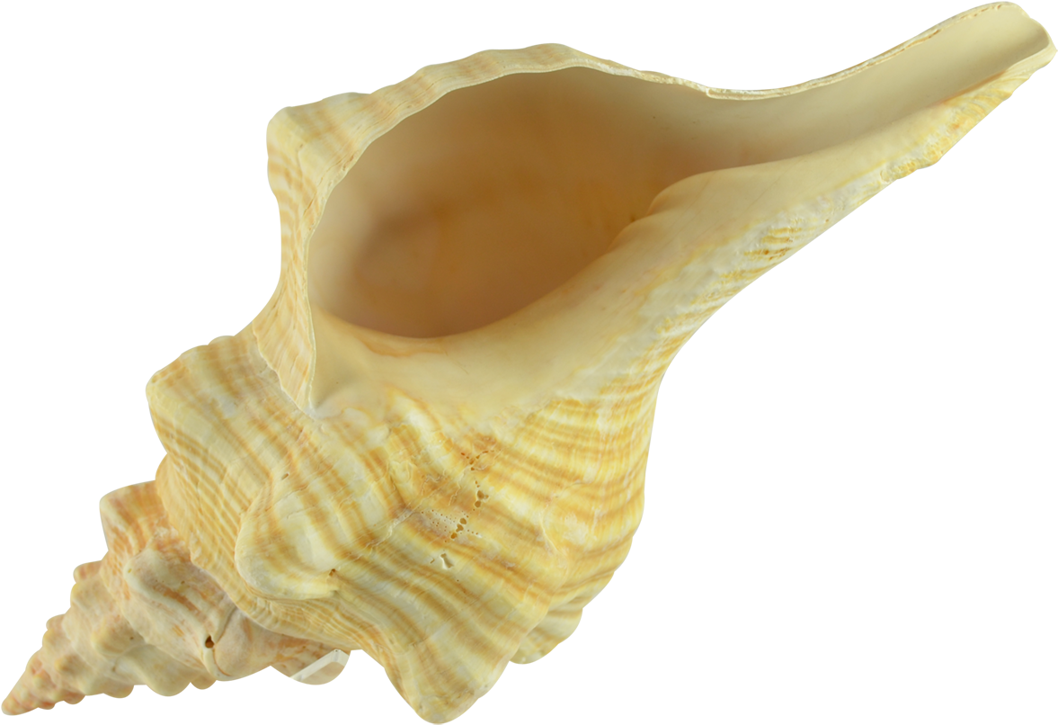 Queen Conch Shell Isolated PNG image