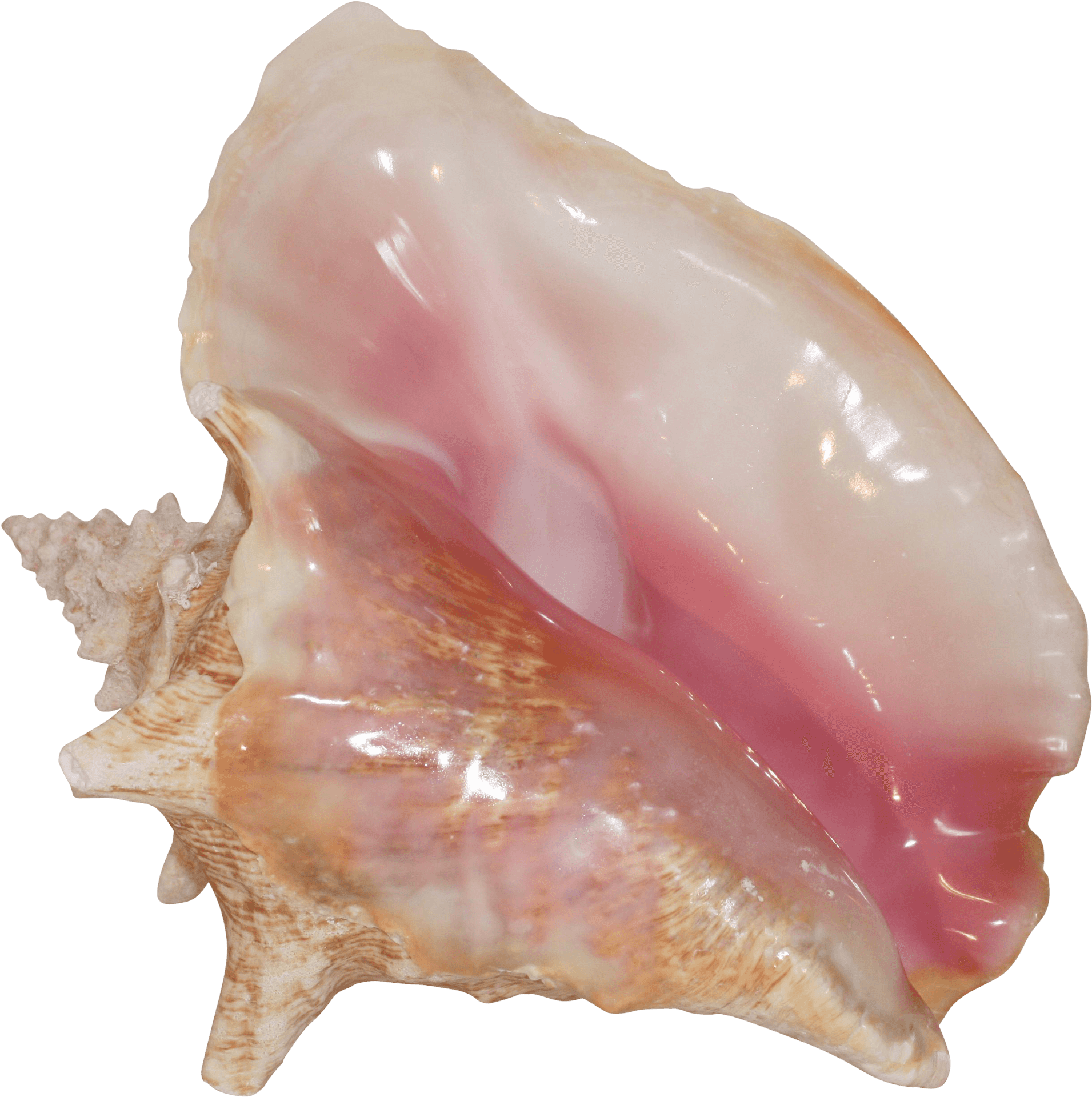 Queen Conch Shell Pink Interior PNG image