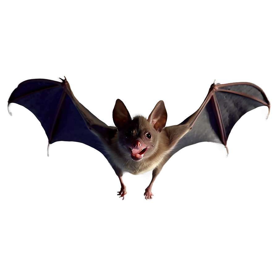 Quiet Night Bat Flying Png Woe PNG image