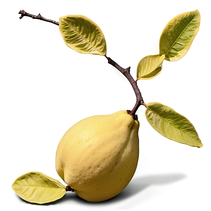 Quince Harvest Scene Png 54 PNG image