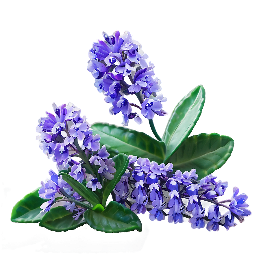 Radiant Lavender Bloom Png 05242024 PNG image