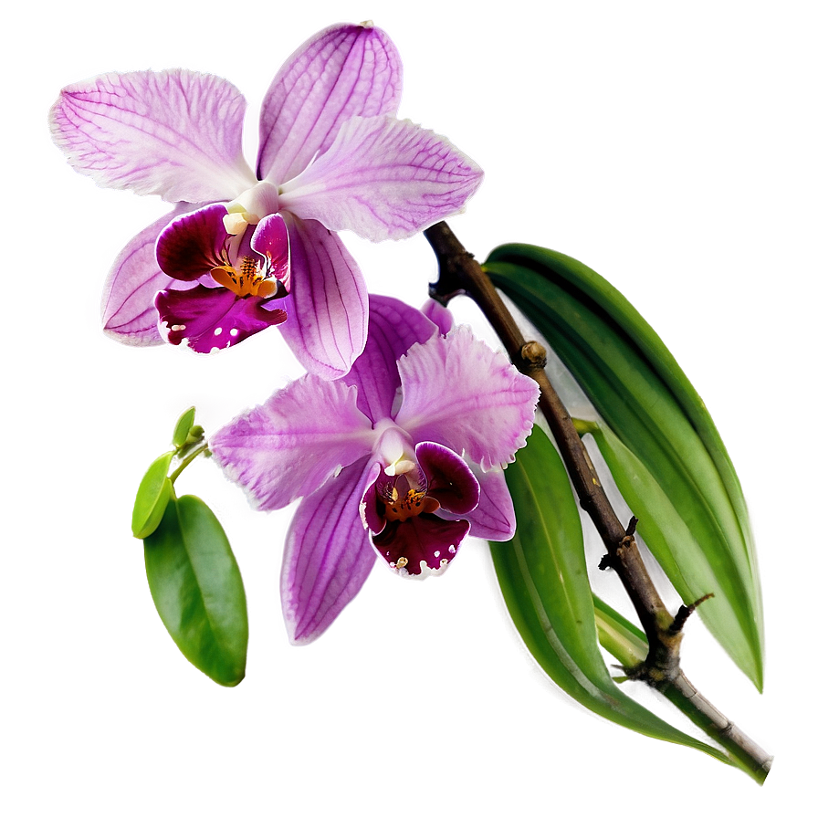 Radiant Orchid Png 05242024 PNG image