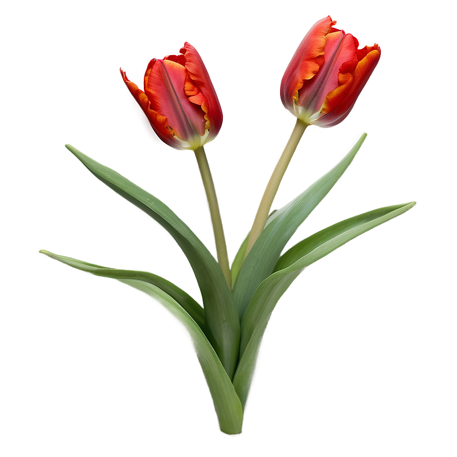 Radiant Red Tulip Png 05062024 PNG image