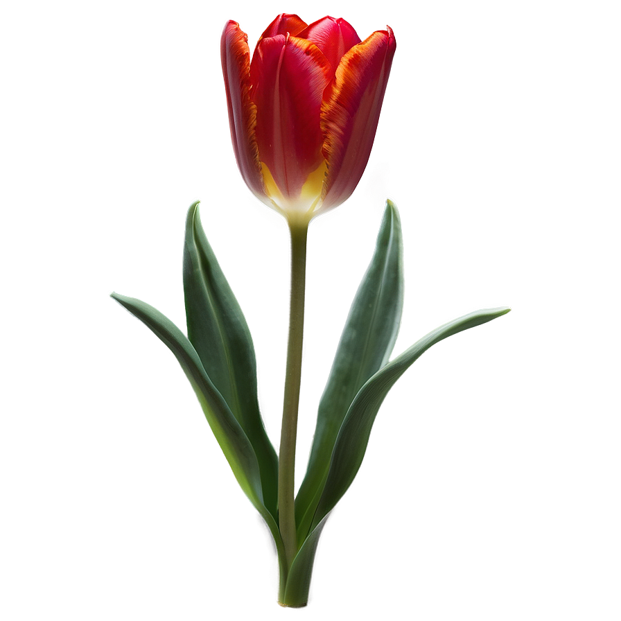 Radiant Red Tulip Png 05062024 PNG image