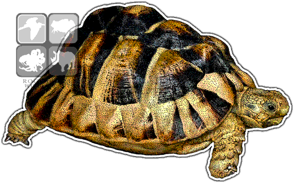 Radiated Tortoise Graphic Illustration PNG image