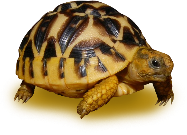 Radiated Tortoise Profile PNG image