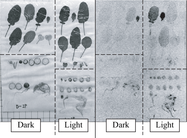 Radish Growth Comparison Dark Light Conditions PNG image