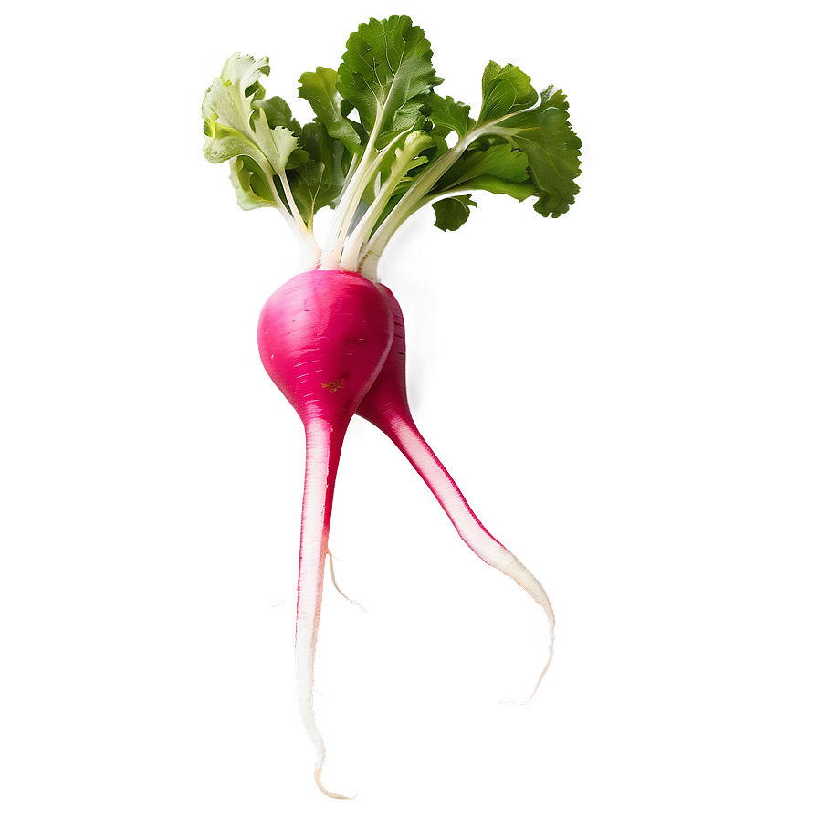 Radish Root Png 06252024 PNG image