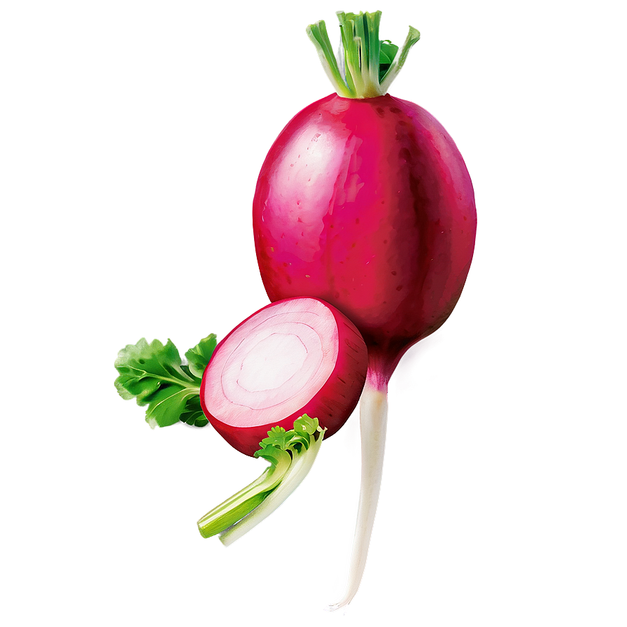 Radish Slice Png 25 PNG image