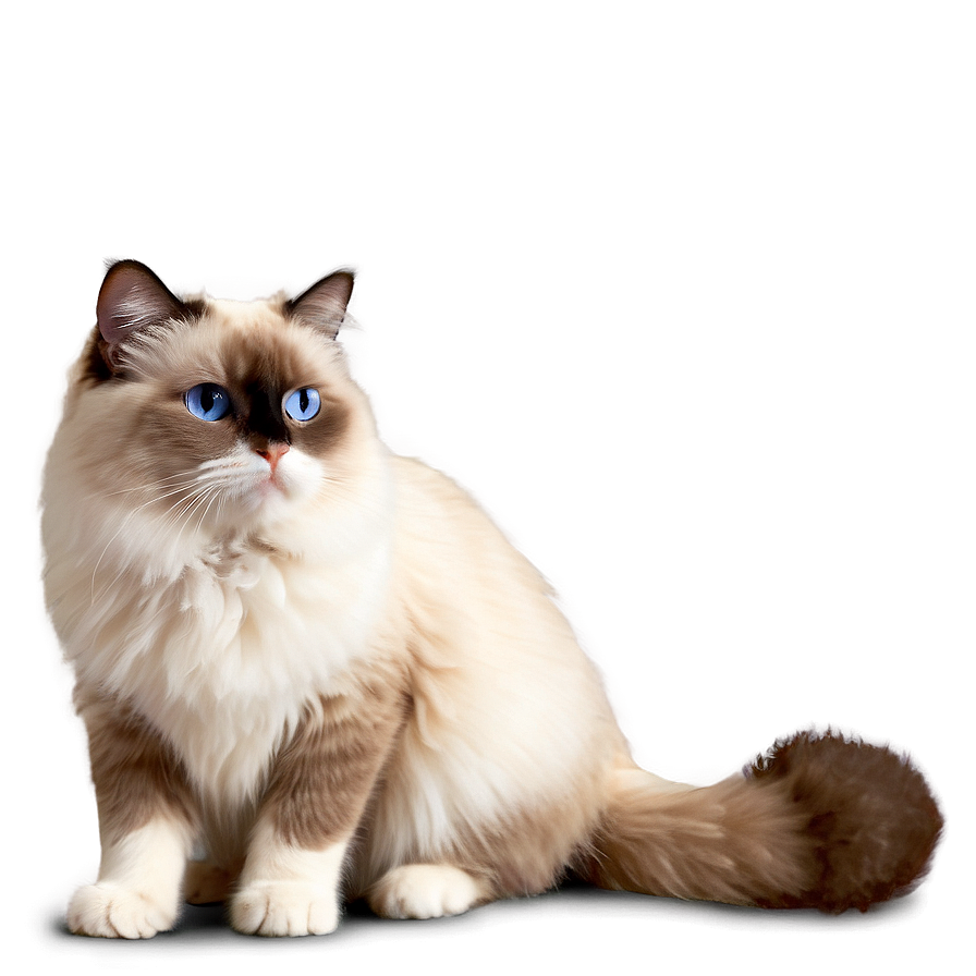 Ragdoll Cat Png Ihg83 PNG image