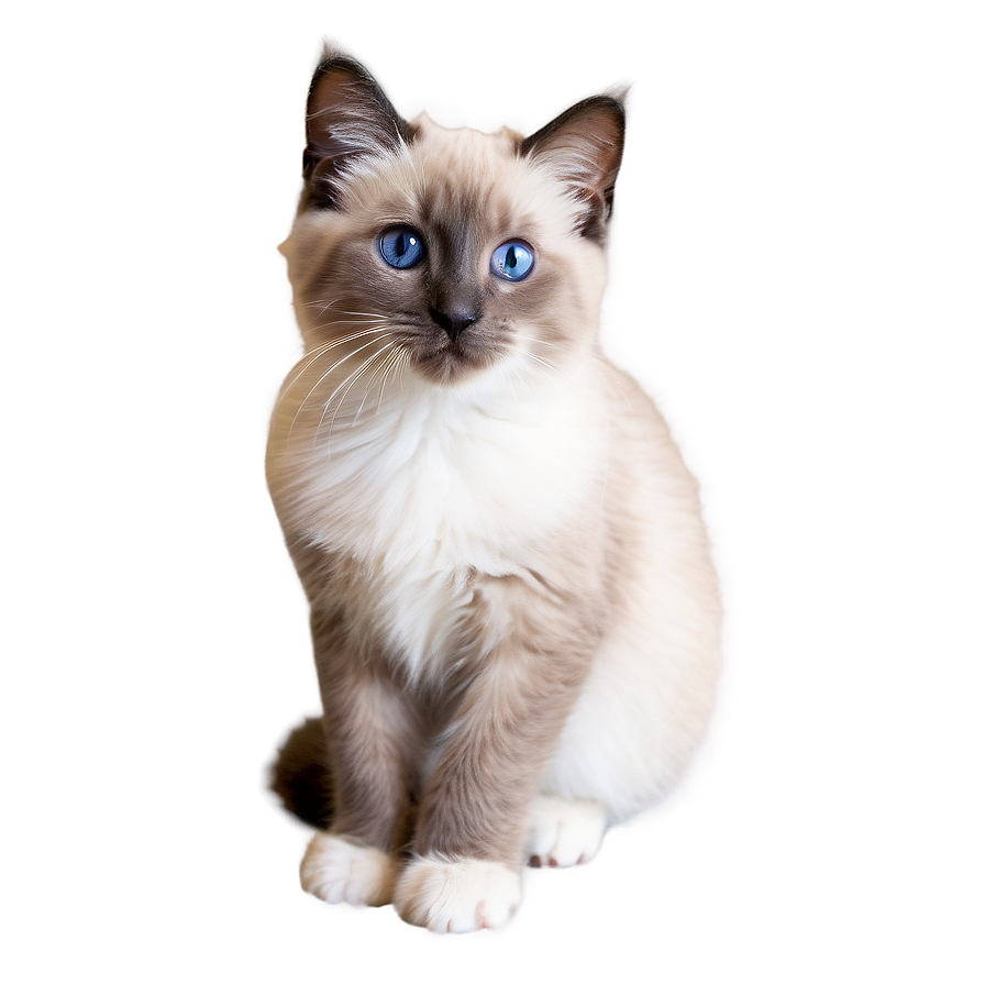 Ragdoll Kitten Png 36 PNG image