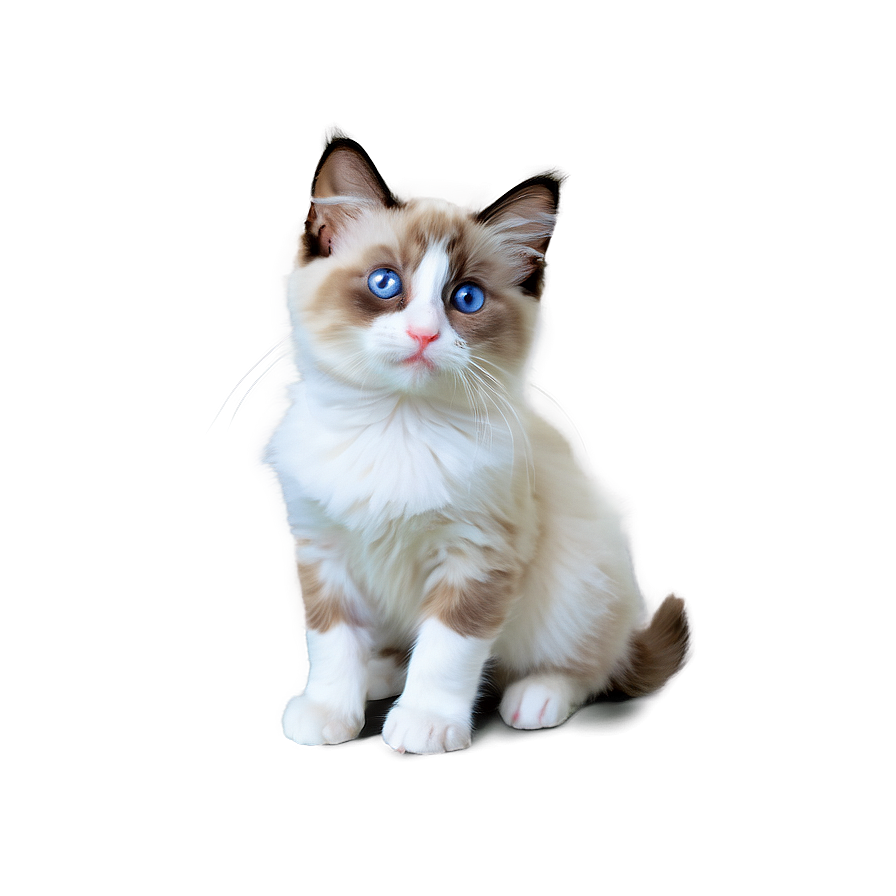 Ragdoll Kitten Png Trm PNG image