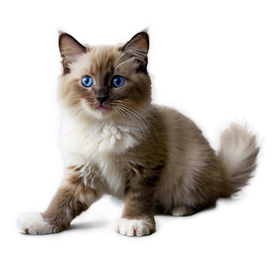 Ragdoll Kitten Png Wvw99 PNG image