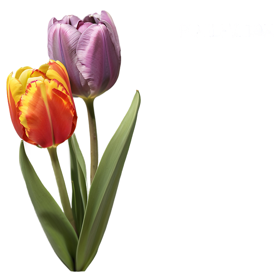 Rainbow Tulips Png Dvk15 PNG image